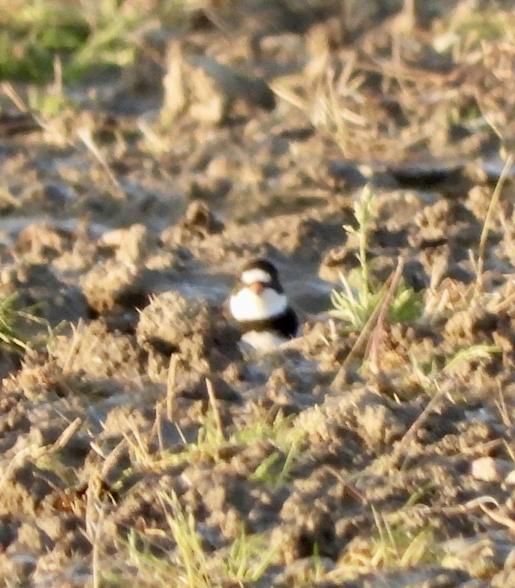 Semipalmated Plover - Kim Sanders