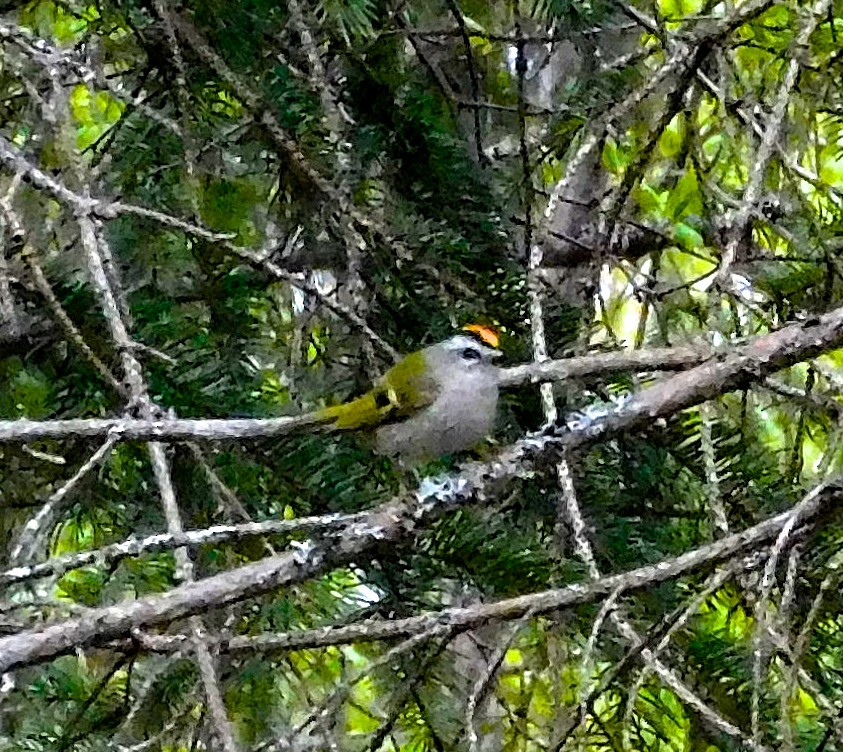 Golden-crowned Kinglet - Dan Bilderback