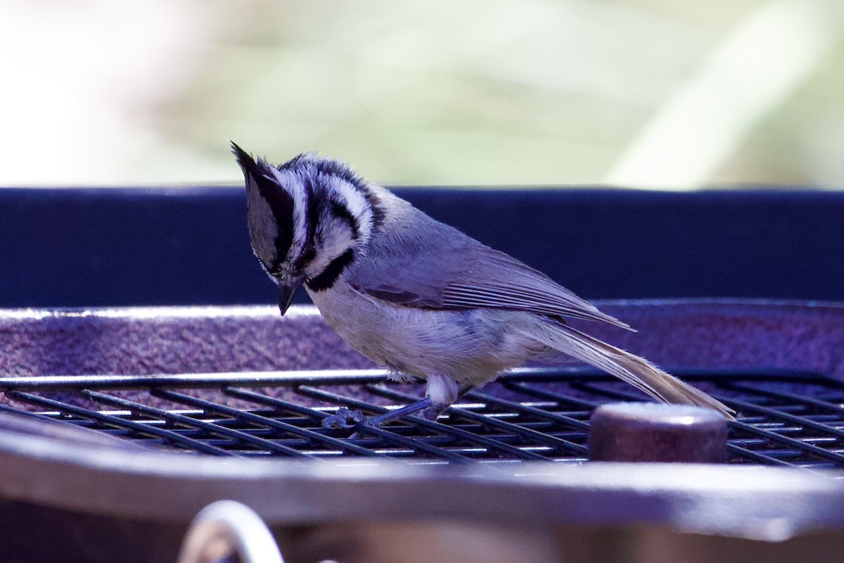 Bridled Titmouse - Robert Snider