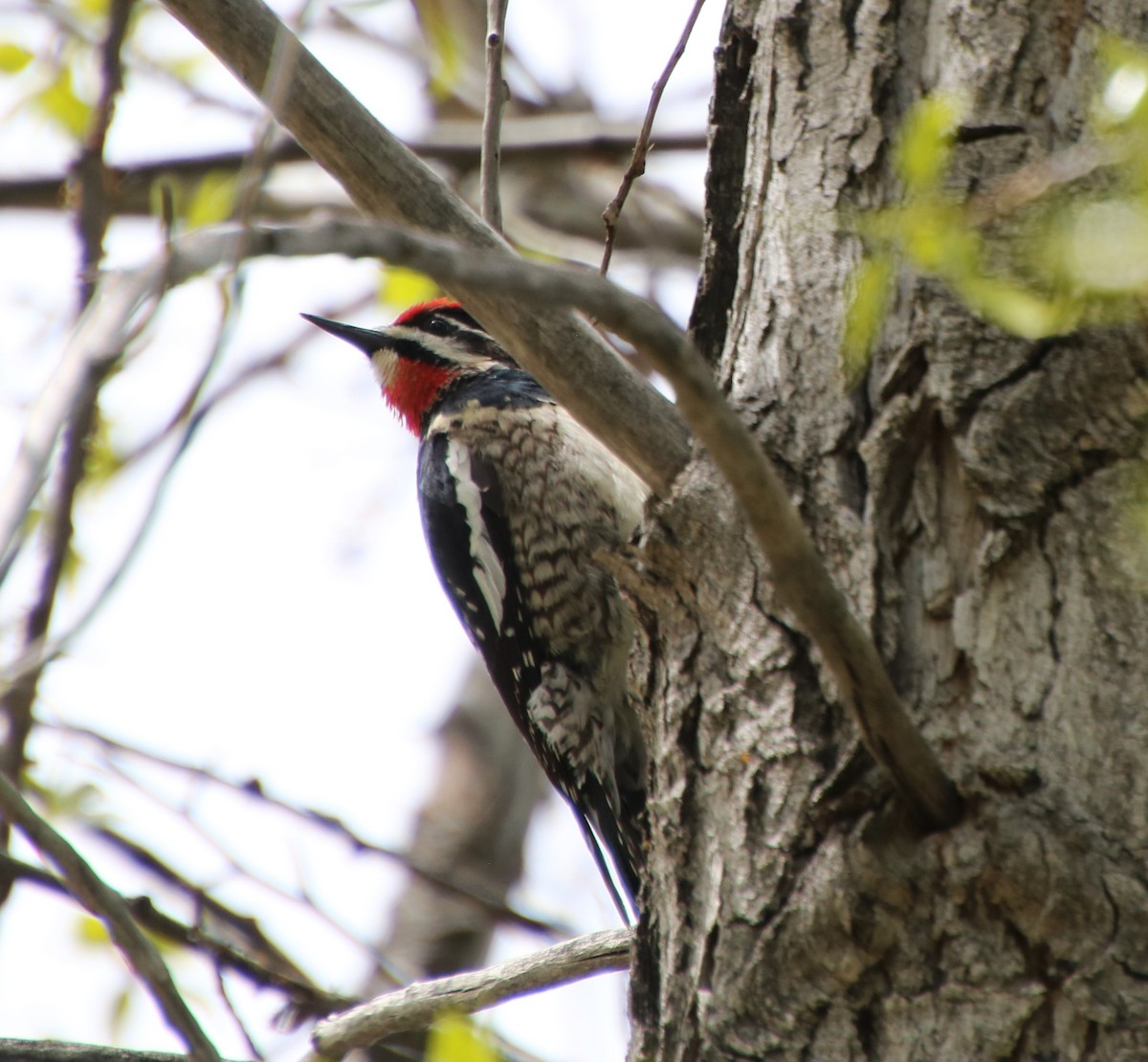 Red-naped Sapsucker - JoAnne Puckett