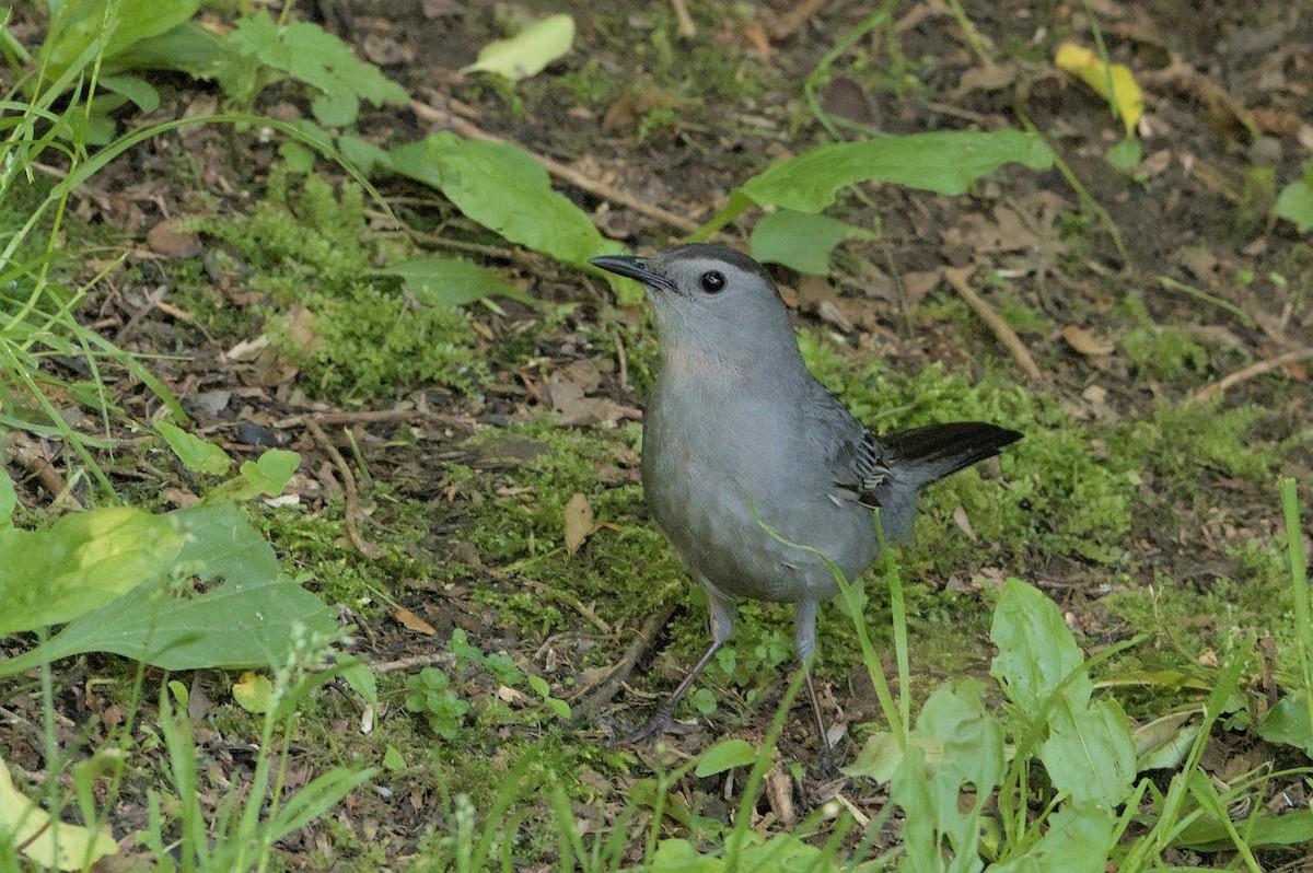 Gray Catbird - Robert Howard