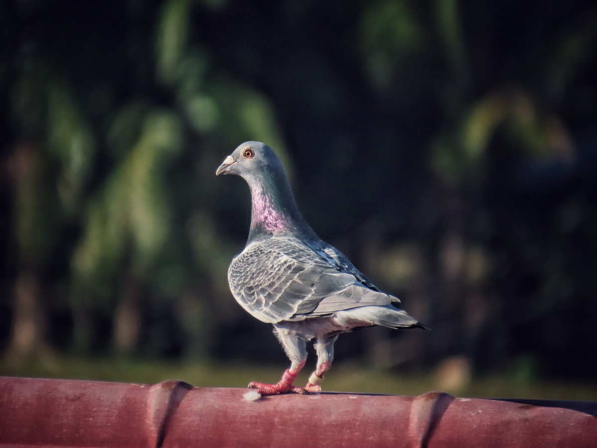 Rock Pigeon (Feral Pigeon) - Hercs Doria