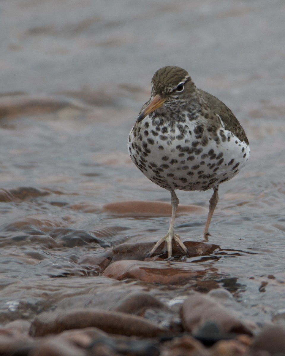 Spotted Sandpiper - Larry Waddell