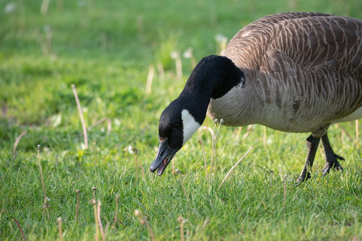 Canada Goose - Philippe Hénault