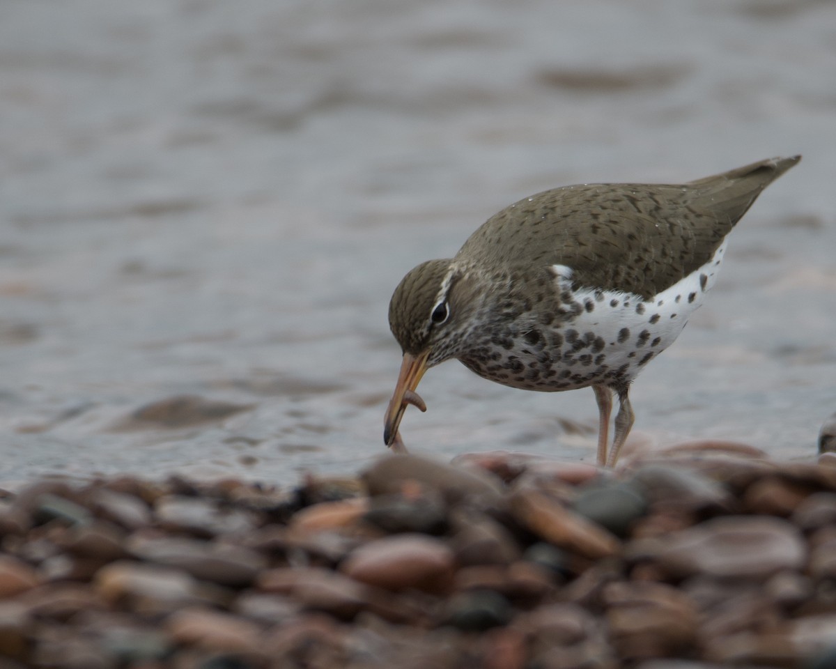 Spotted Sandpiper - Larry Waddell