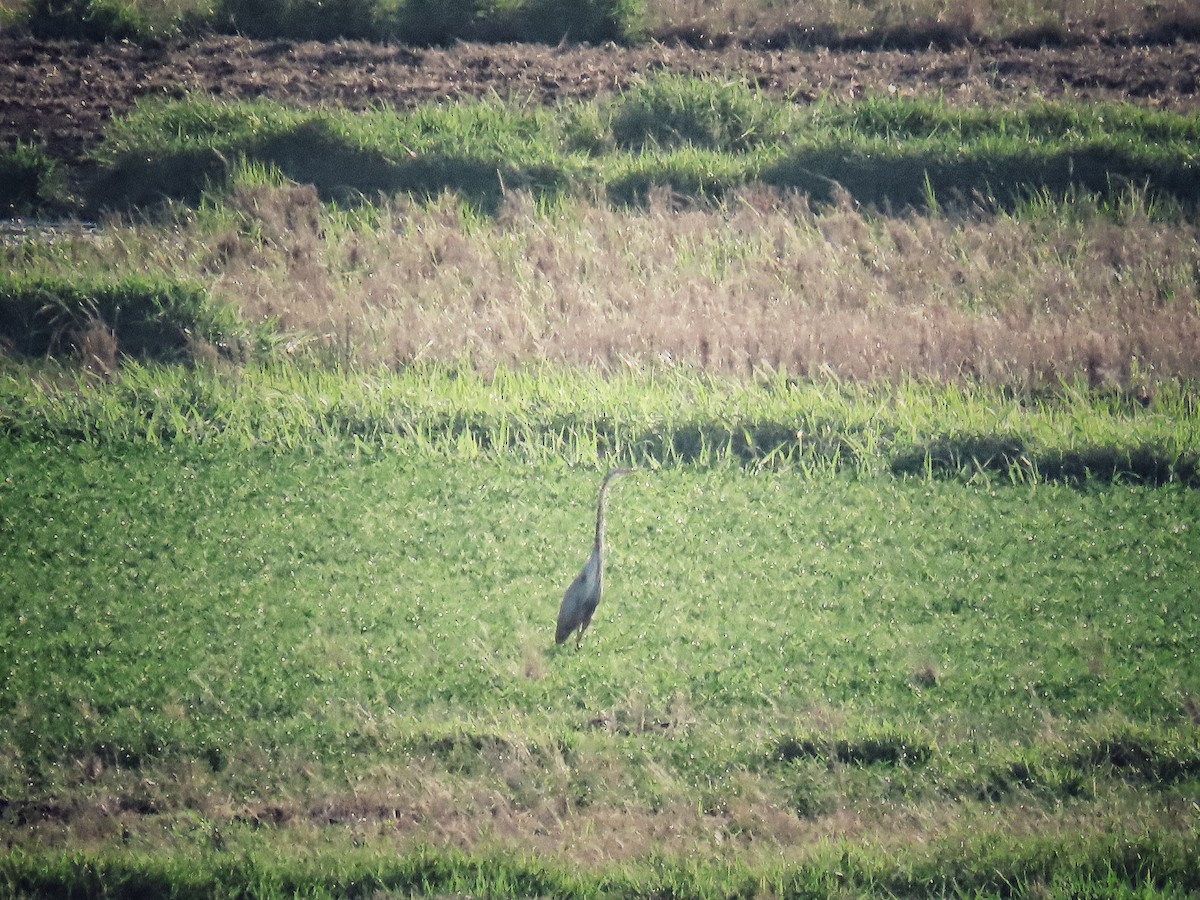 Purple Heron - Hercs Doria