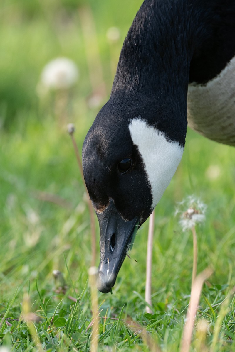 Canada Goose - Philippe Hénault