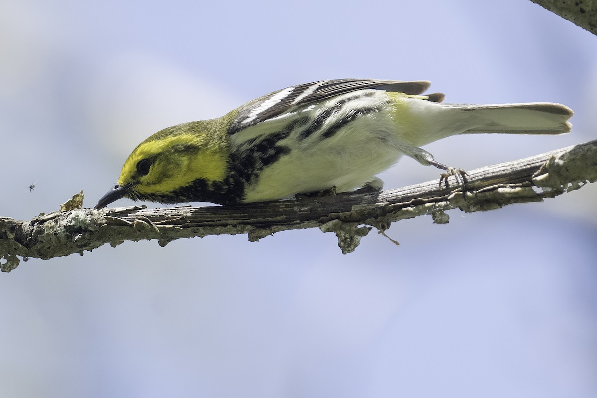 Black-throated Green Warbler - Stan Deutsch