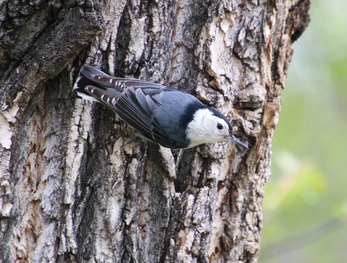 White-breasted Nuthatch - JoAnne Puckett