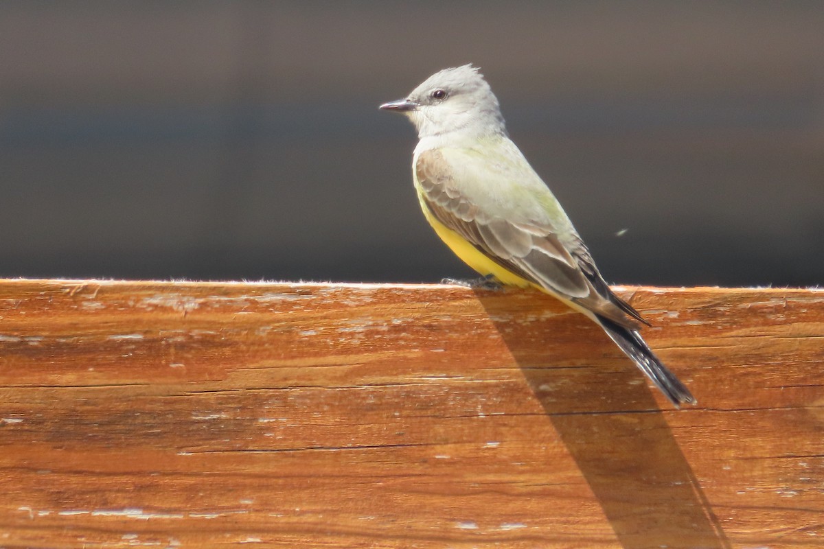 Western Kingbird - David Brinkman