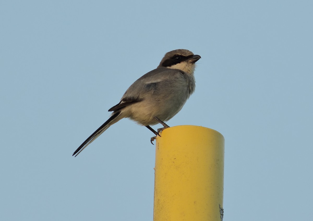 Loggerhead Shrike - James Porter