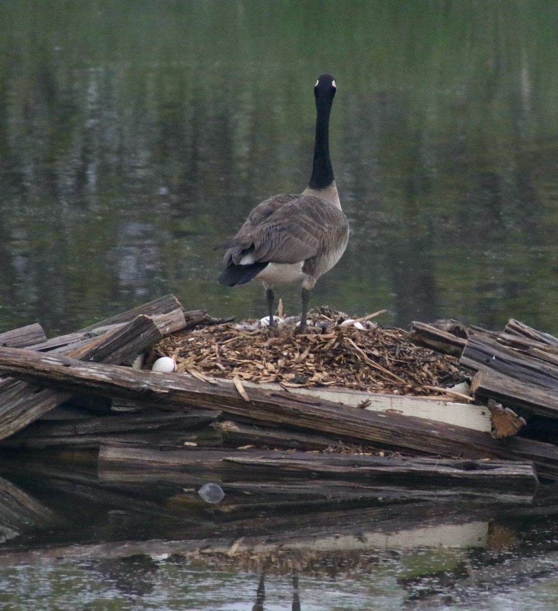 Canada Goose - Marisa E