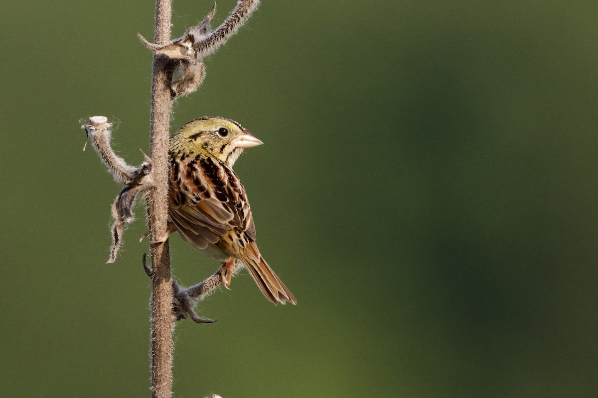 Henslow's Sparrow - Steve Bielamowicz