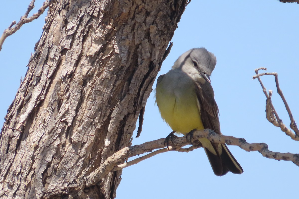 Western Kingbird - David Brinkman