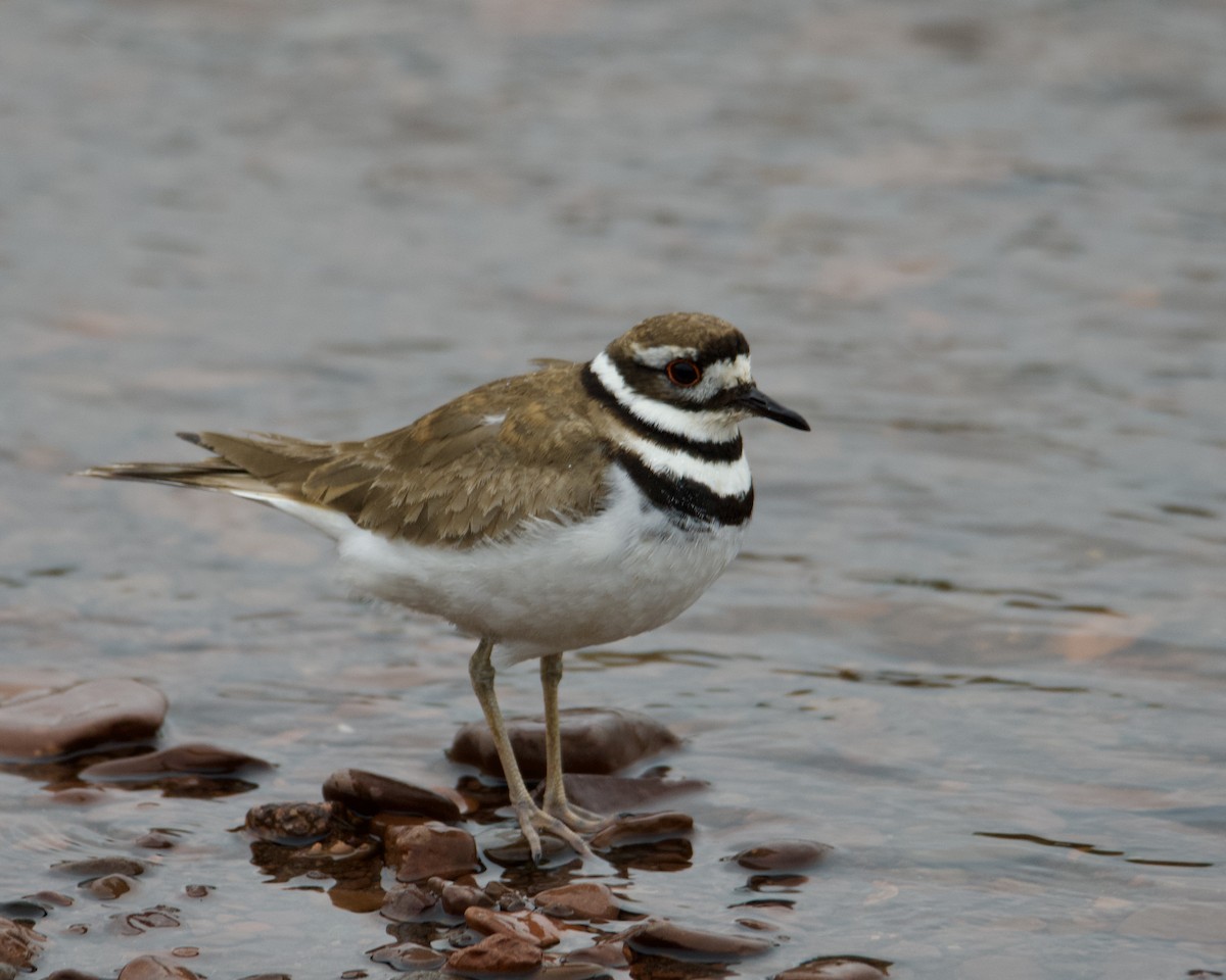 Killdeer - Larry Waddell