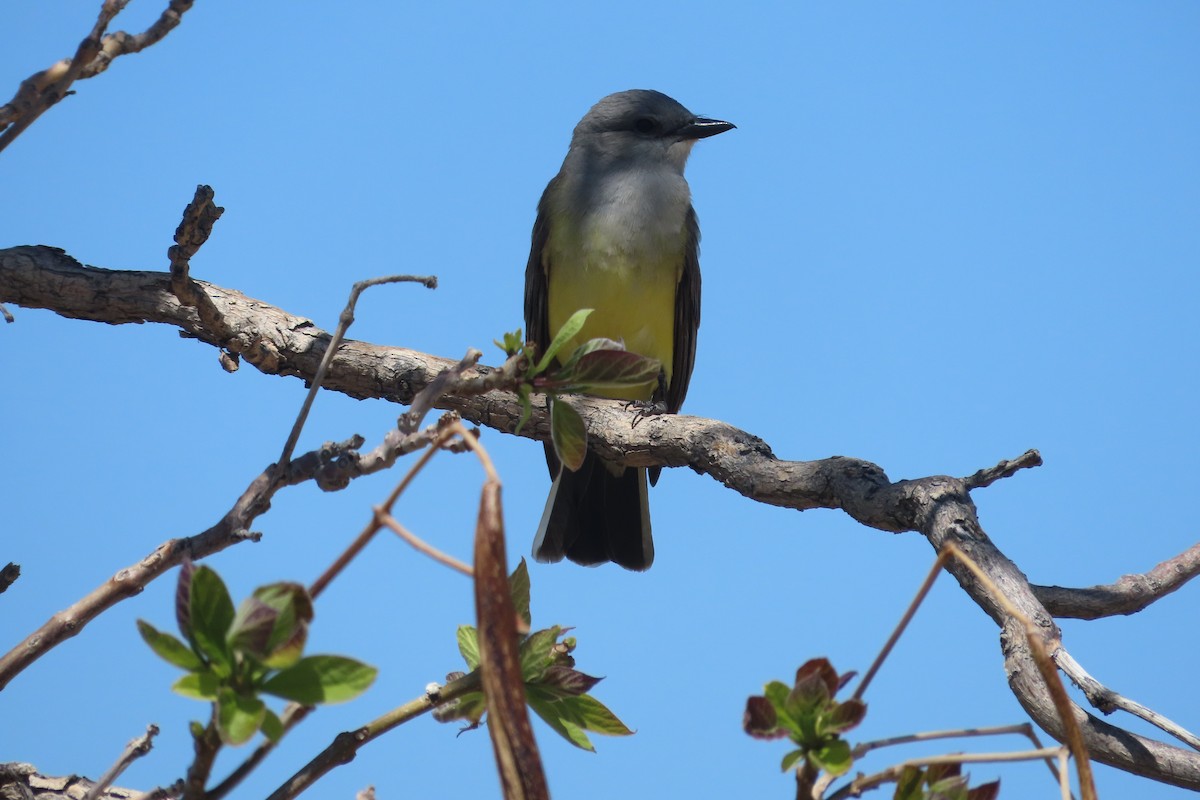 Western Kingbird - David Brinkman