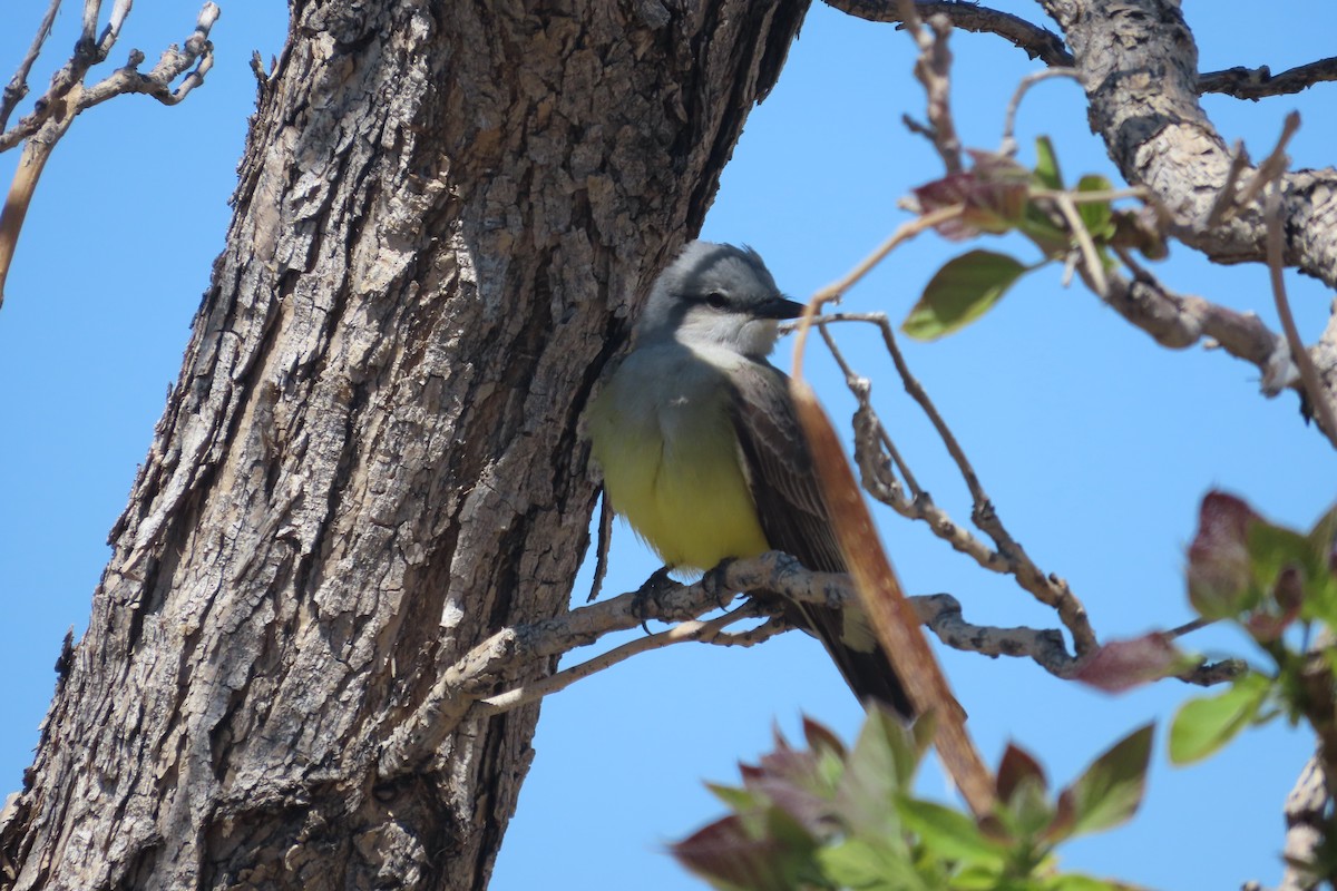 Western Kingbird - David Brinkman