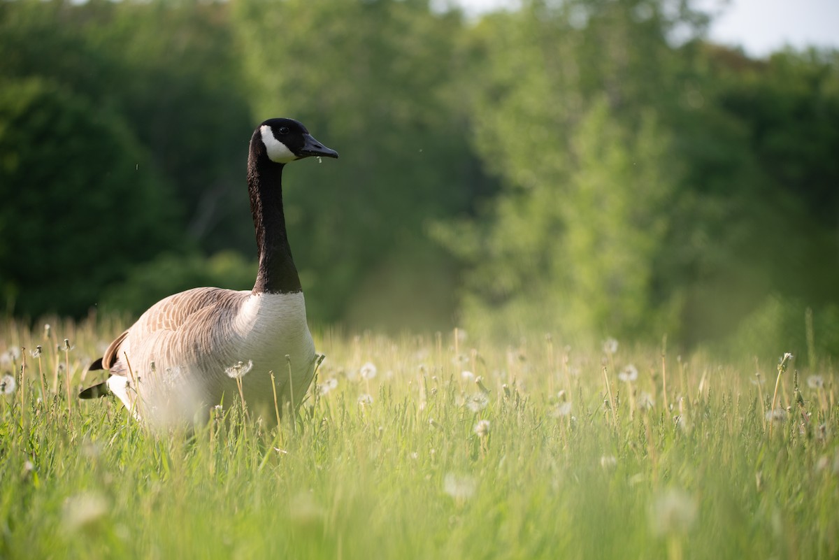 Canada Goose - Philippe Hénault