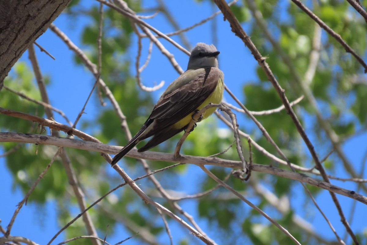 Western Kingbird - David Brinkman