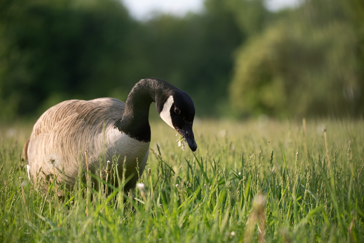 Canada Goose - Philippe Hénault