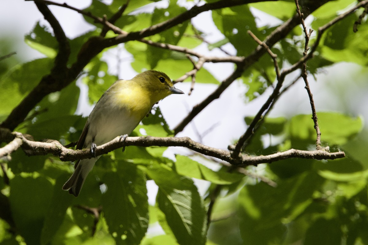 Yellow-throated Vireo - Steve Bielamowicz