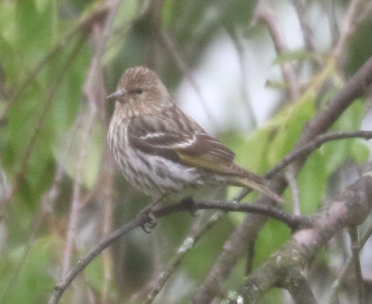 Pine Siskin - Bobby Brown