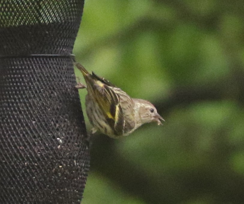 Pine Siskin - Bobby Brown