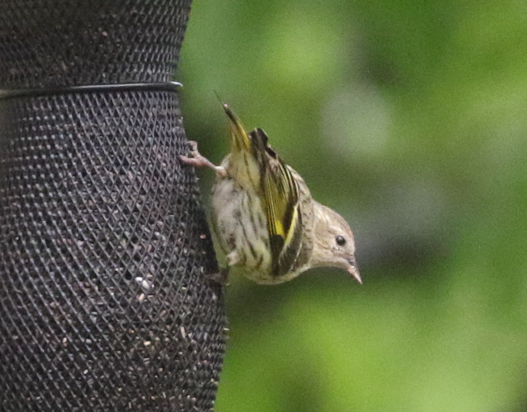 Pine Siskin - Bobby Brown