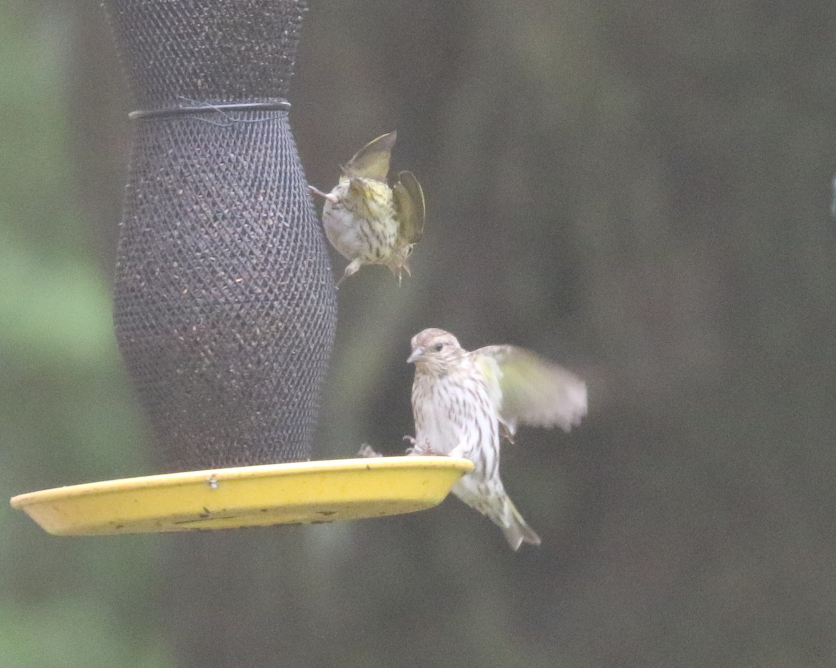 Pine Siskin - Bobby Brown