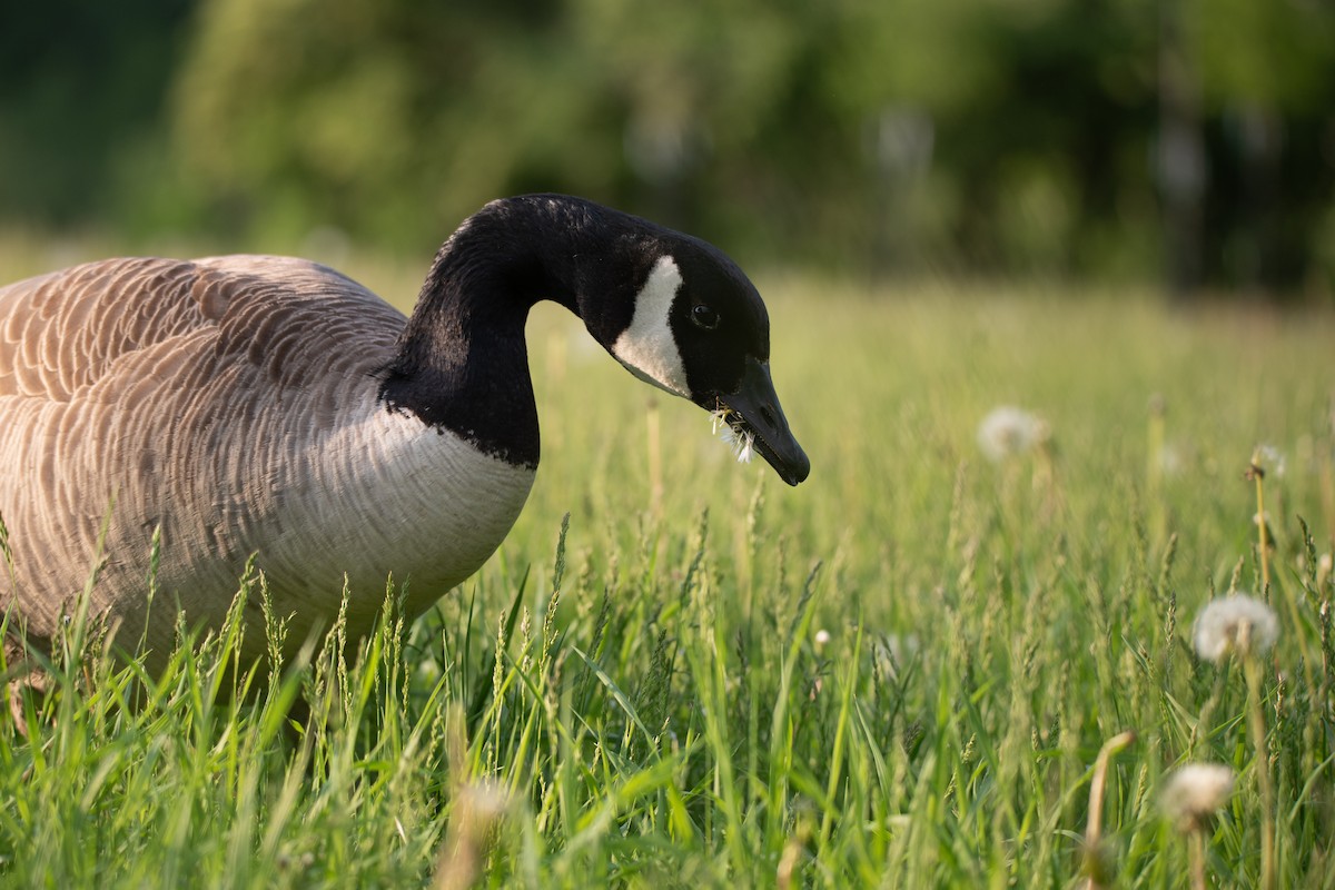 Canada Goose - Philippe Hénault