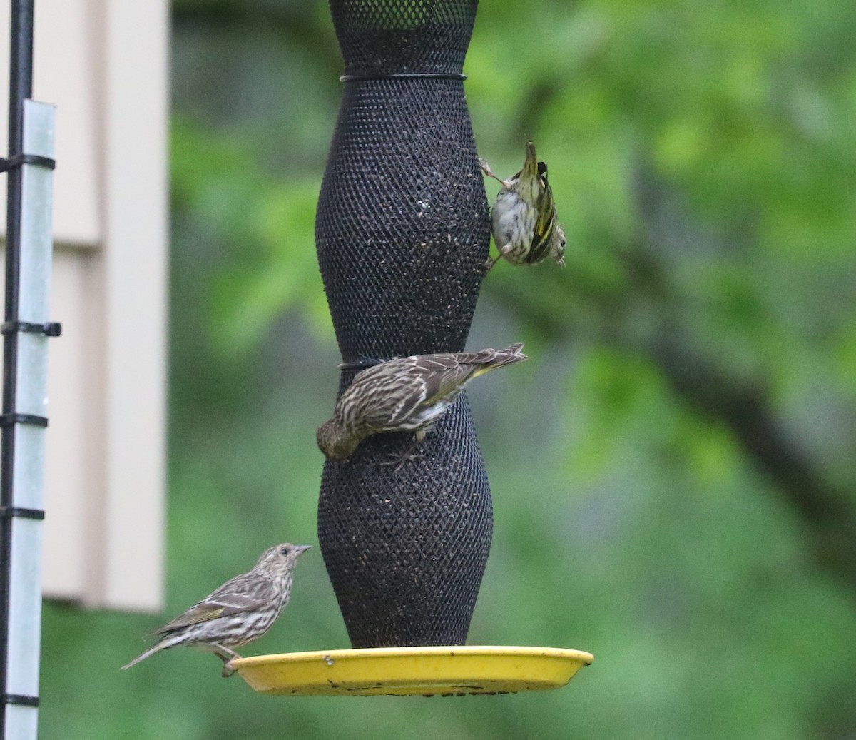 Pine Siskin - Bobby Brown