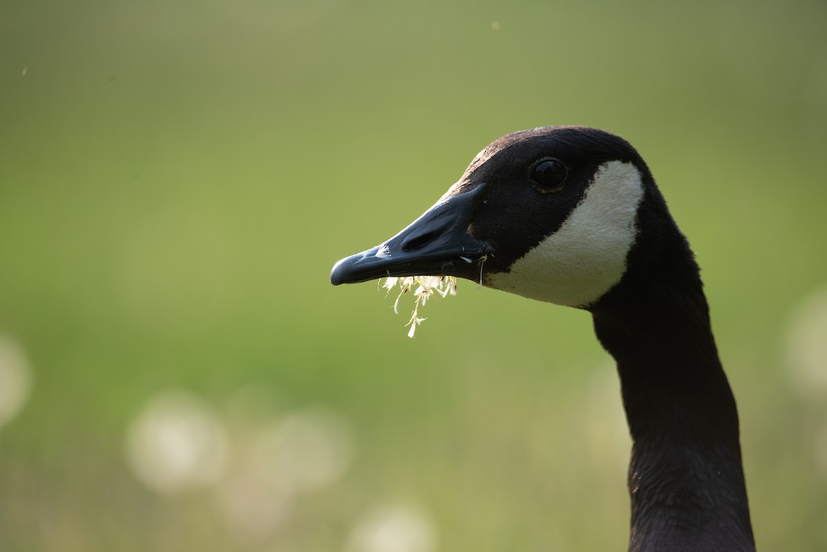 Canada Goose - Philippe Hénault