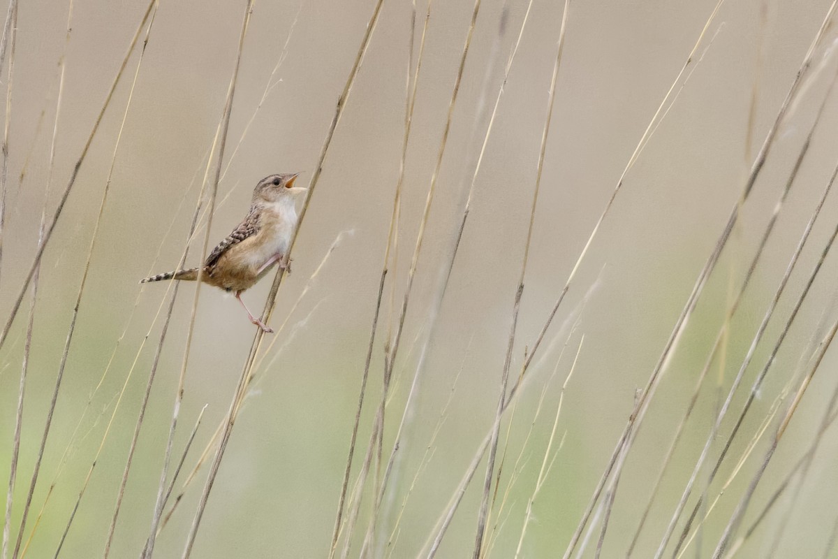 Sedge Wren - Steve Bielamowicz