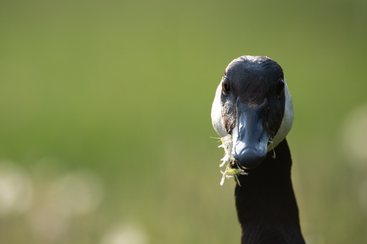 Canada Goose - Philippe Hénault