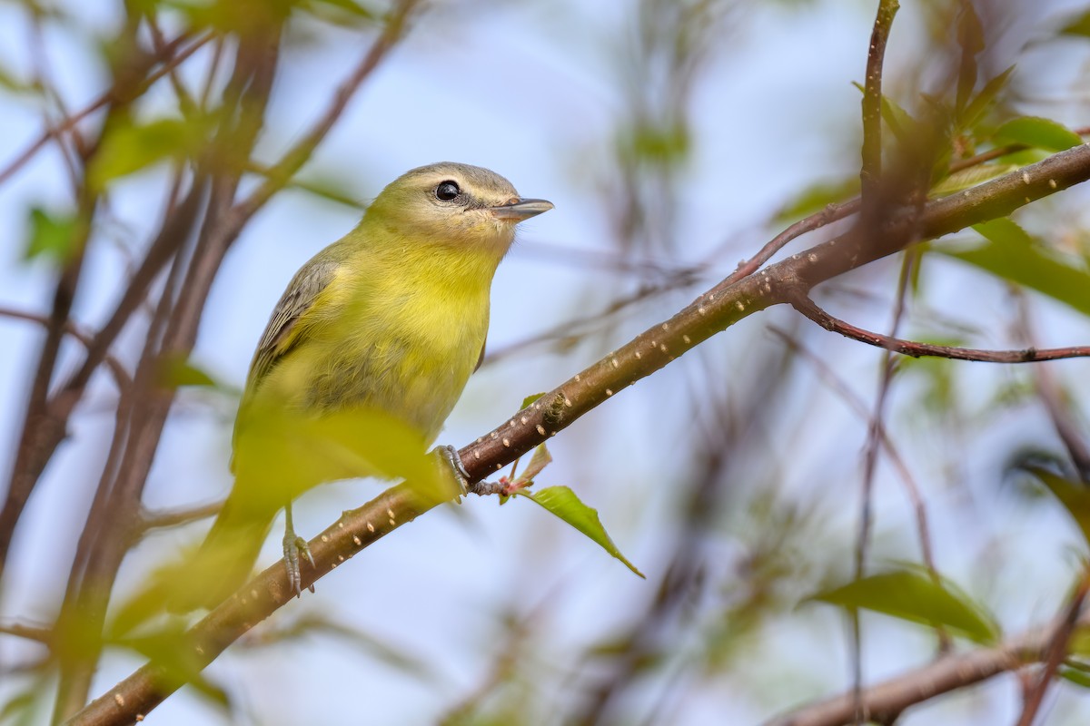 Philadelphia Vireo - Simon Villeneuve