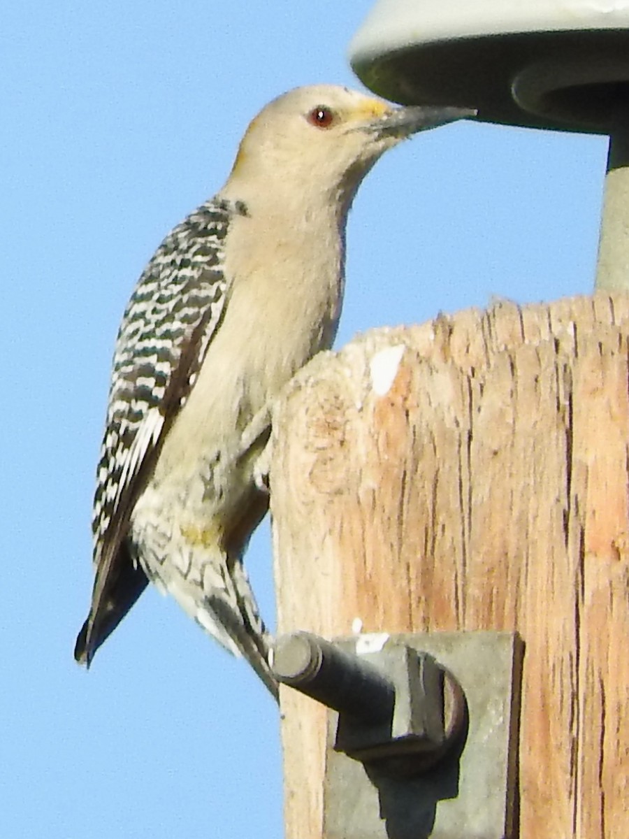 Golden-fronted Woodpecker - Diane Thomas