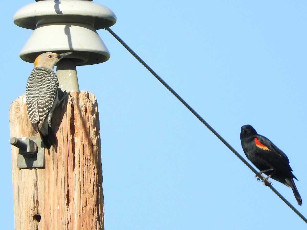 Golden-fronted Woodpecker - Diane Thomas