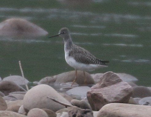 Lesser Yellowlegs - ML619468829