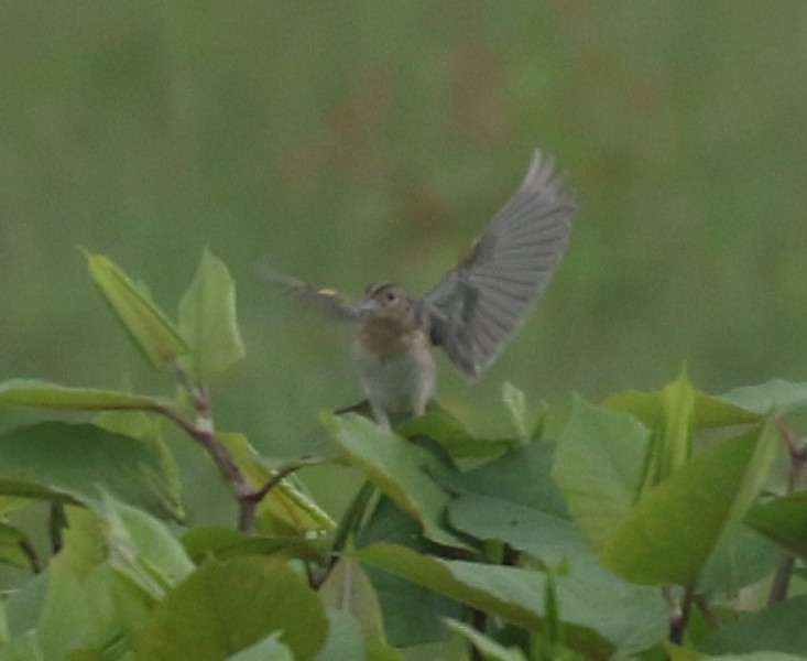 Grasshopper Sparrow - Bobby Brown