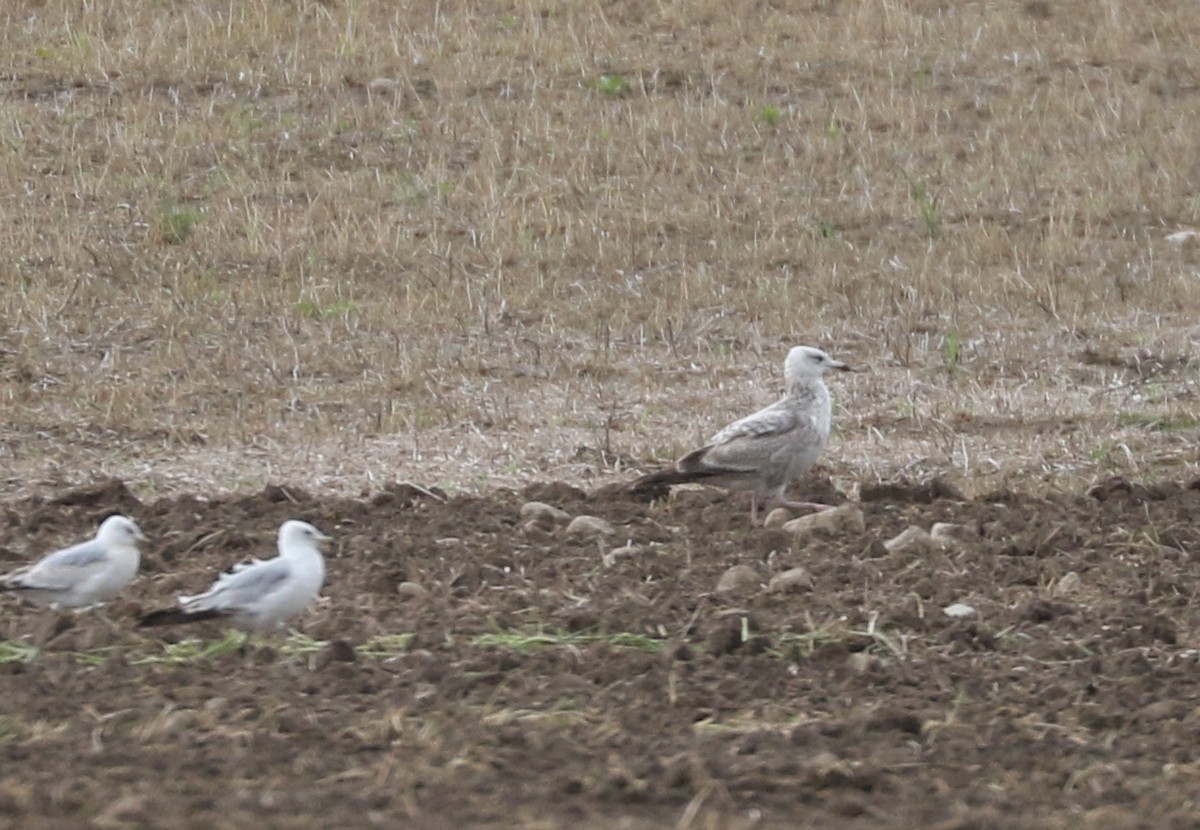 Herring Gull - Bobby Brown