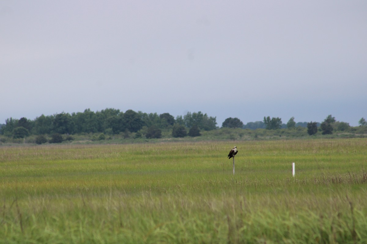 Osprey - Deborah  Hansen