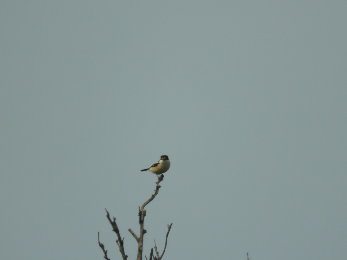 Woodchat Shrike - Mac  McCall