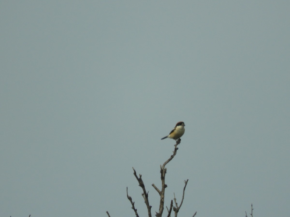 Woodchat Shrike - Mac  McCall