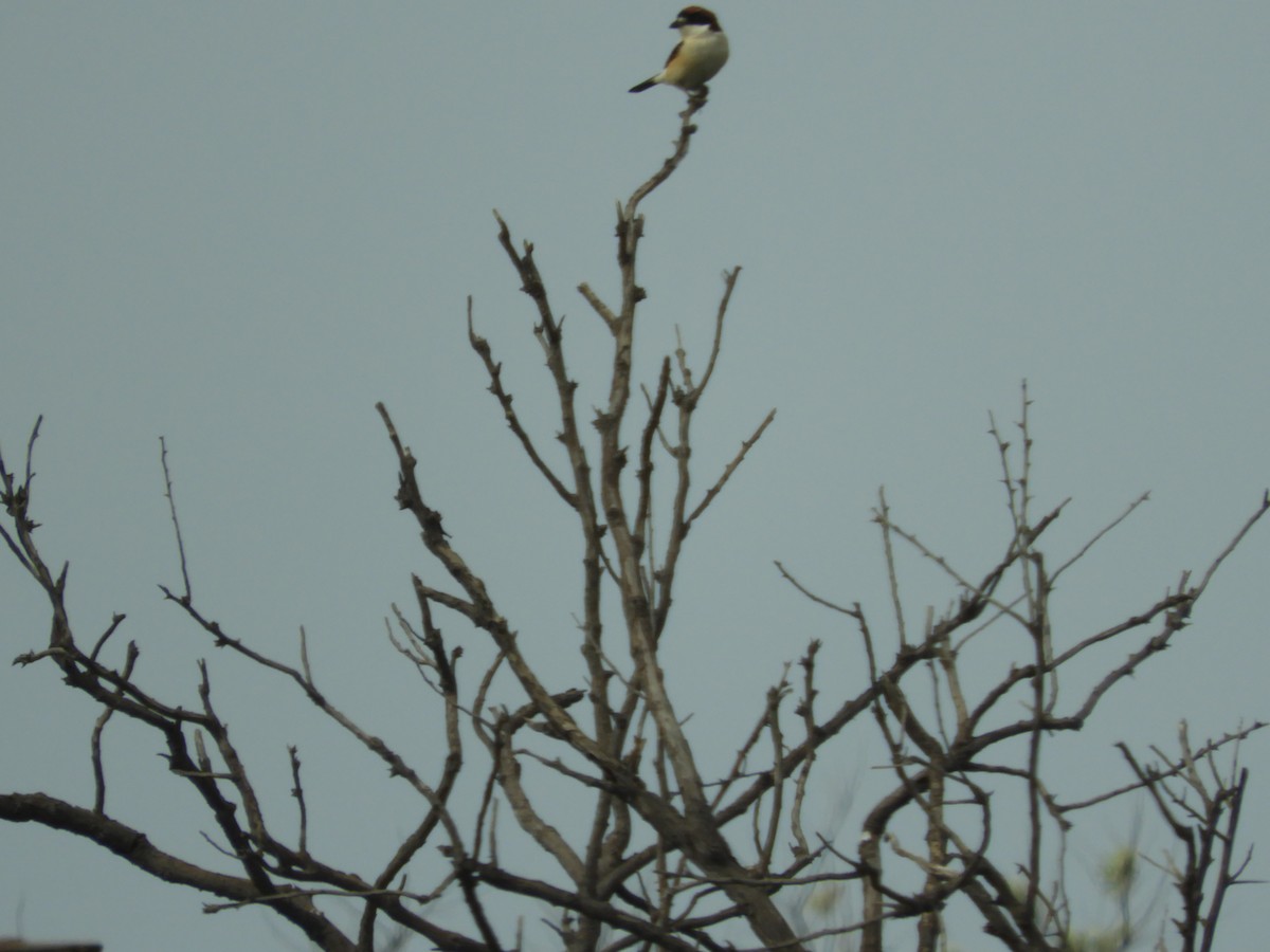 Woodchat Shrike - Mac  McCall