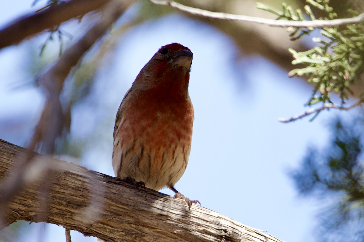 House Finch - ML619468845