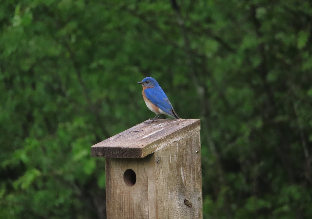 Eastern Bluebird - Katsu Sakuma