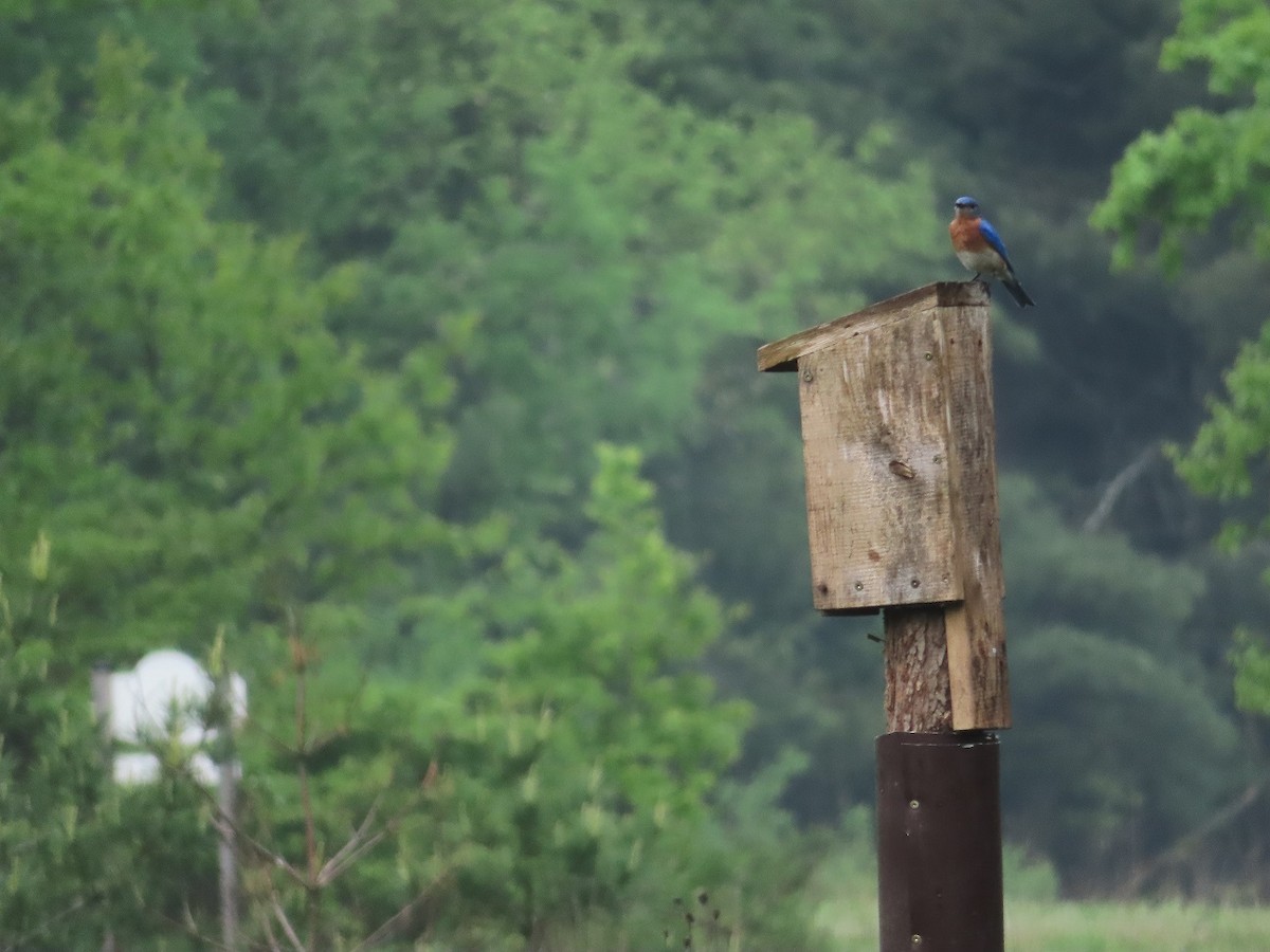 Eastern Bluebird - Katsu Sakuma