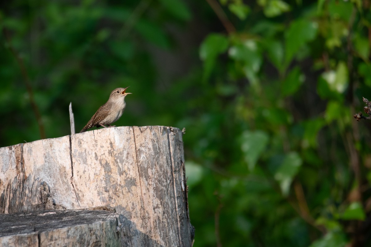 House Wren - Philippe Hénault