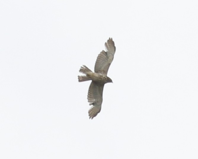 Broad-winged Hawk - Bobby Brown