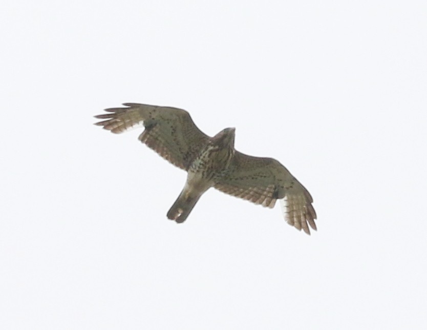 Broad-winged Hawk - Bobby Brown